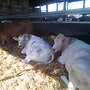 Blonde d´Aquitaine und Simmenthaler Fleckvieh abzugeben - Bild 2