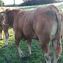 Limousin - Bild 2