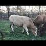 Weiß-Blaue Belgier Kuh mit Kalb Fleckvieh Rind Angus Charolais Limousin... - Bild 5
