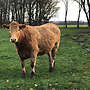 Weiß-Blaue Belgier Kuh mit Kalb Fleckvieh Rind Angus Charolais Limousin... - Bild 3