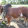 Brahman Jungbulle - Bild 2