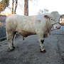 Charolaisbullen hornlos - Bild 3