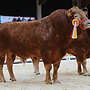 Limousin Herdbuch Deckbullen - Bild 2