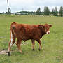 Limousin Jungbullen - Bild 2