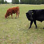 Limousin Jungbullen - Bild 6