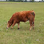 Limousin Jungbullen - Bild 7