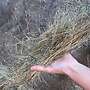 Bio Heu Rundballen Pferdeheu  - Bild 5