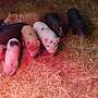 Minischweine Ferkel - Bild 2
