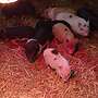 Minischweine Ferkel - Bild 3