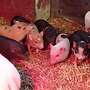 Minischweine Ferkel - Bild 4