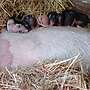 Minischweine Ferkel - Bild 10