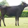 Top Wagyu Rinder aller Altersklassen zu verkaufen - Bild 2