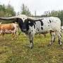 Texas Longhorn Zuchstier zu verkaufen - Bild 2