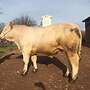 Genetisch hornloser Charolais Deckbulle Zuchtbulle - Bild 2