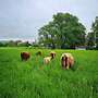 Highland Cattle Bullen zu verkaufen  - Bild 3
