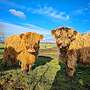 Highland Cattle Bullen zu verkaufen  - Bild 5