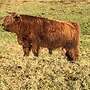 körfähige Highland Cattle Jungbullen zu verkaufen  - Bild 2