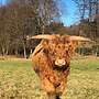 körfähige Highland Cattle Jungbullen zu verkaufen  - Bild 3