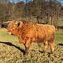 körfähige Highland Cattle Jungbullen zu verkaufen  - Bild 4
