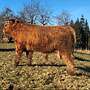 körfähige Highland Cattle Jungbullen zu verkaufen  - Bild 5