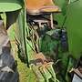 John Deere - Lanz 510 - Bild 9