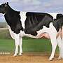 Abgekalbte Rinder Holstein Friesian schwarzbunte, rotbunte Färsen - Bild 2