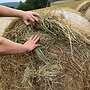 Heu Rundballen Quaderballen für Pferde Rinder Schafe mit Lieferung  - Bild 2