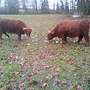 Highland cattle Färsen  - Bild 2