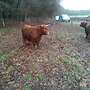 Highland cattle Färsen  - Bild 3