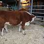Verkaufe zwei Hereford Färsen - Bild 2