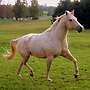 Quater Horse Stute mit guten Papieren! - Bild 2