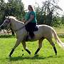 Quater Horse Stute mit guten Papieren! - Bild 3