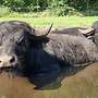 Wasserbüffel Bulle, Zuchtbulle - Bild 2
