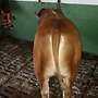 Limousin Deckbulle  PP Homozygot  - Bild 2