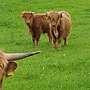 Schottische Hochlandrinder - Bild 3