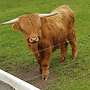 Schottische Hochlandrinder - Bild 5