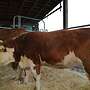 Verkaufe zwei Hereford Färsen - Bild 3