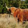 Schottische Hochlandrinder - Bild 12