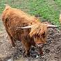 Highland Cattle weibl. Färse, Bio, geb. 02.10.2021 - Bild 4