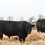 Bio Angus Zuchtbulle Deckbulle - Bild 2