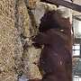 Fleckvieh Simmental Herdbuchbulle - Bild 2