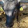 Wagyu Jungbulle zur Zucht  - Bild 3