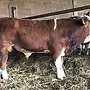 Bio Fleckvieh Jungbullen  - Bild 2