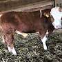 Bio Fleckvieh Jungbullen  - Bild 3