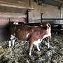 Bio Fleckvieh Jungbullen  - Bild 4