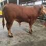 Limousin Deckbulle genetisch hornlos Zuchtbulle Herdbuch - Bild 2