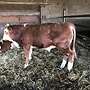 Bio Fleckvieh Jungbullen  - Bild 5