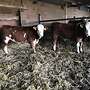 Bio Fleckvieh Jungbullen  - Bild 6
