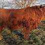 Highland Cattle, Bulle, Hochlandrind - Bild 2