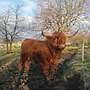 Highland Cattle, Bulle, Hochlandrind - Bild 3